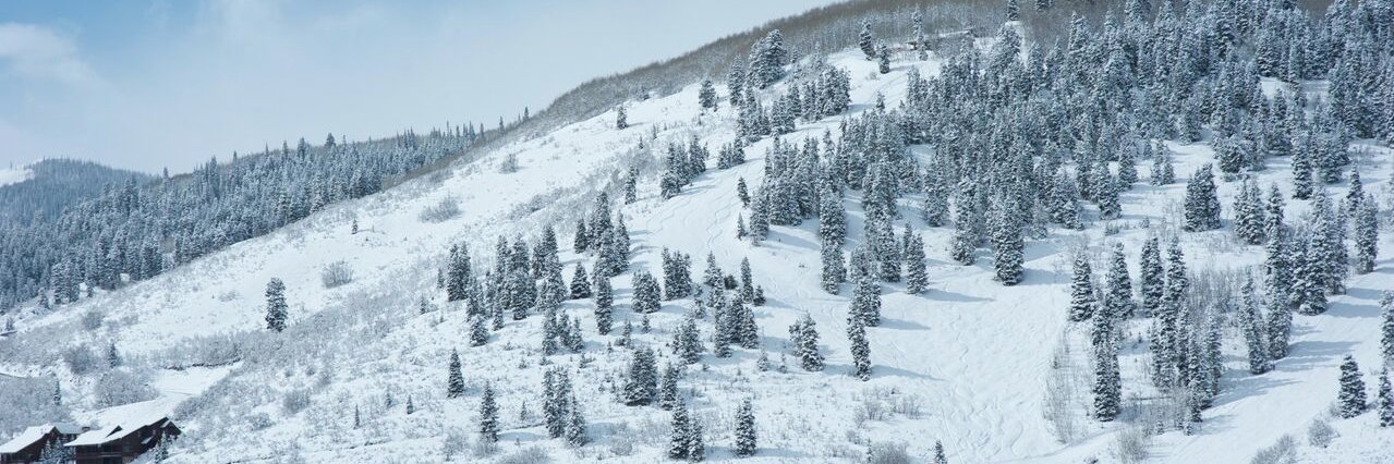 dogwoodchatter's profile banner image