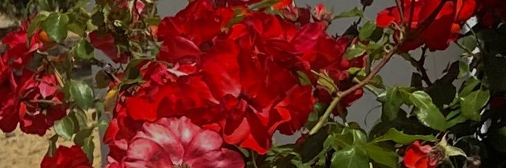sheilagarree's profile banner image
