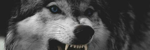 lucasgotzer's profile banner image