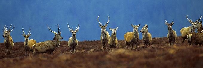 DeerManagement's profile banner image