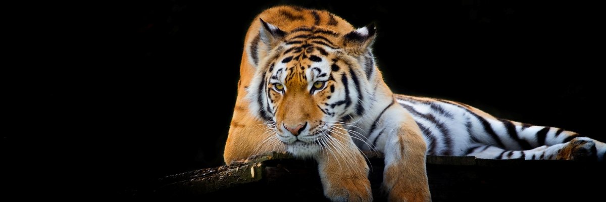 「✦ 𝐓𝐑𝐈𝐗𝐈𝐀®✦」💙 banner