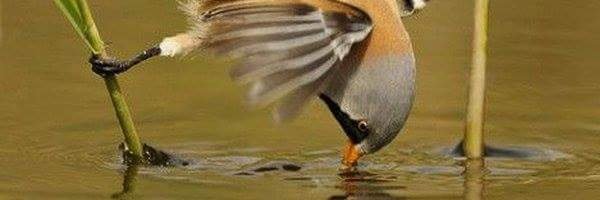 alyhdi Profile Banner