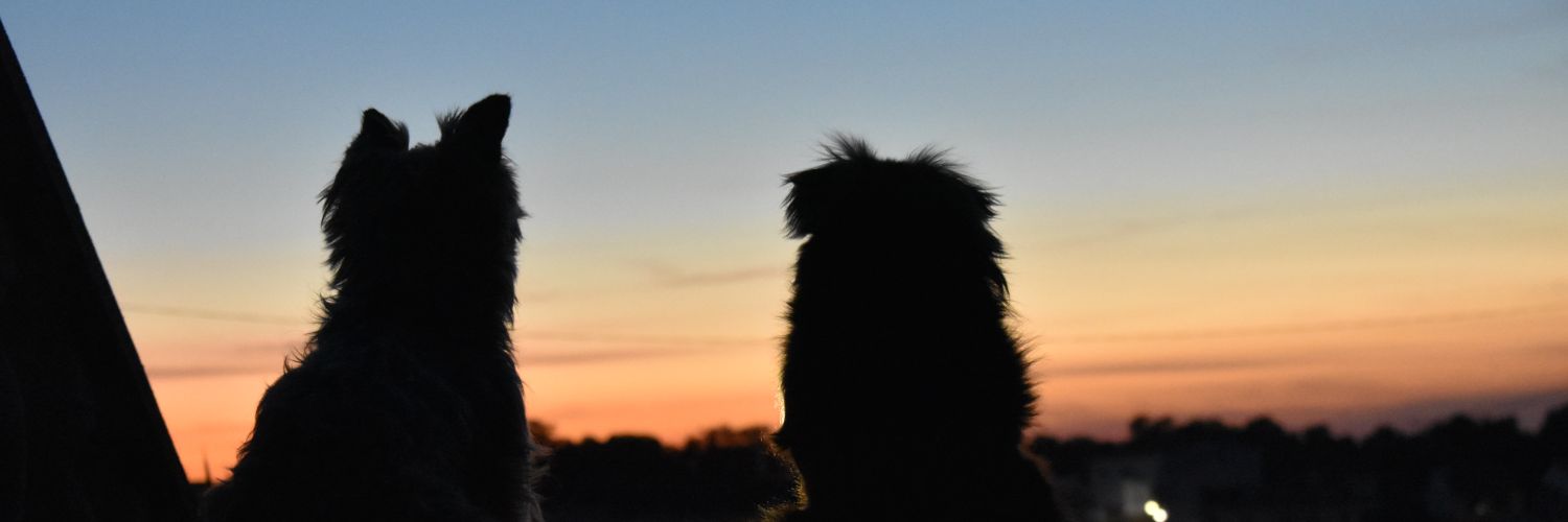 Isa Solano (@IsaSolano9) / Posts / X