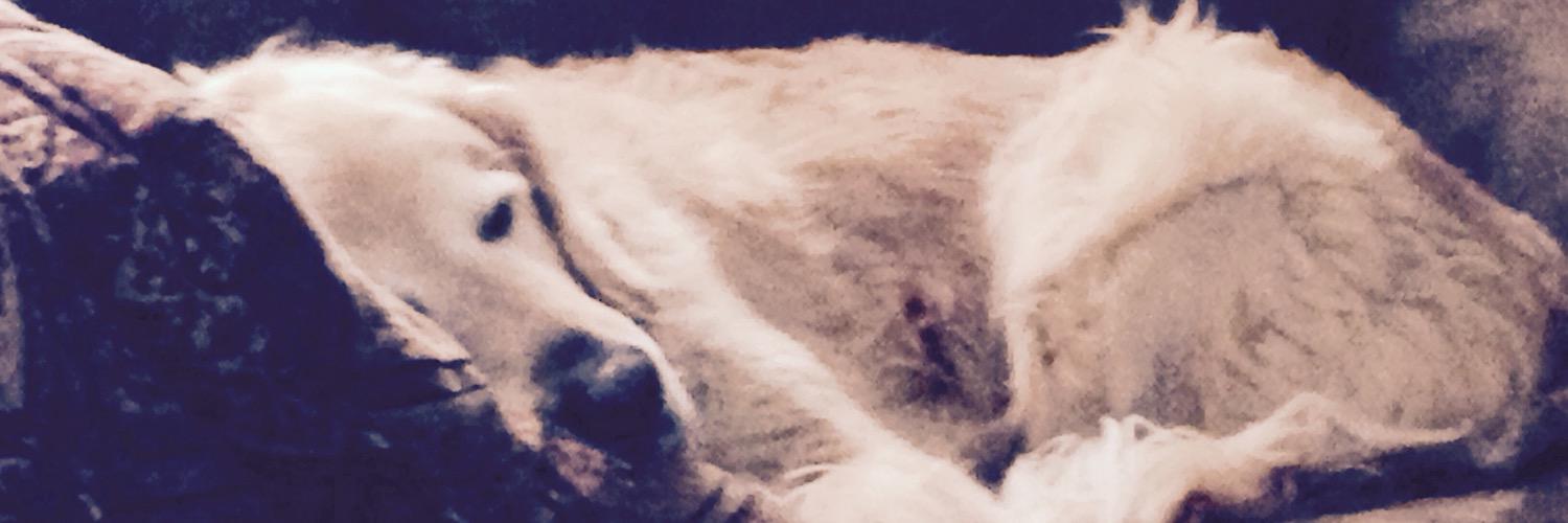 2nutchuck's profile banner image