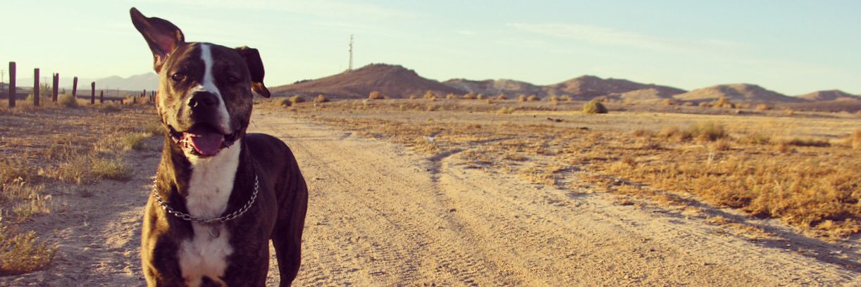 bombsawaybea's profile banner image