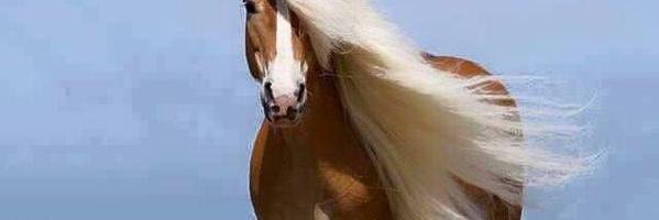 Amber_Tribes's profile banner image