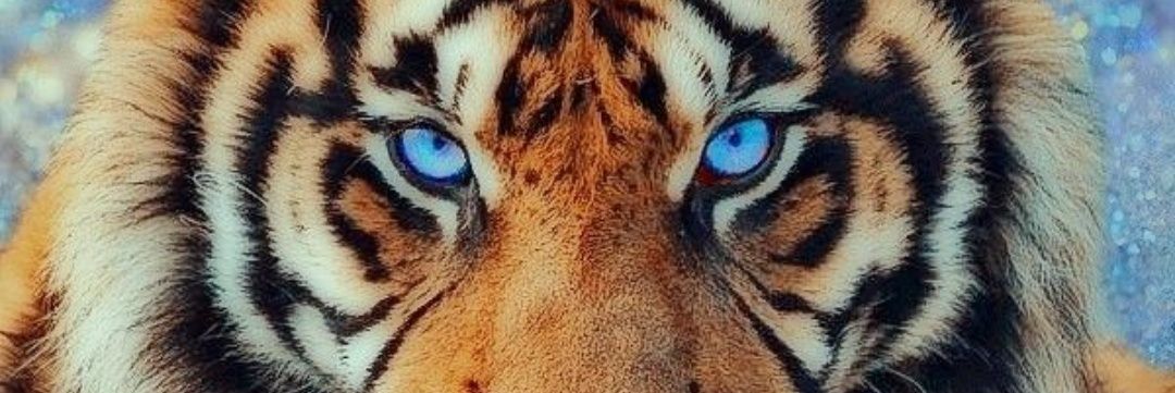 MoniPetzinger's profile banner image