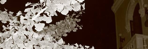 soniaranz's profile banner image