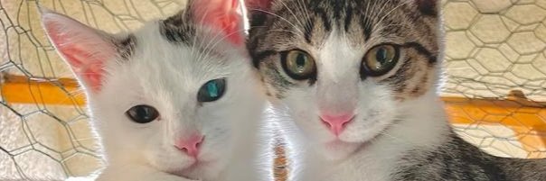clemberlioz's profile banner image