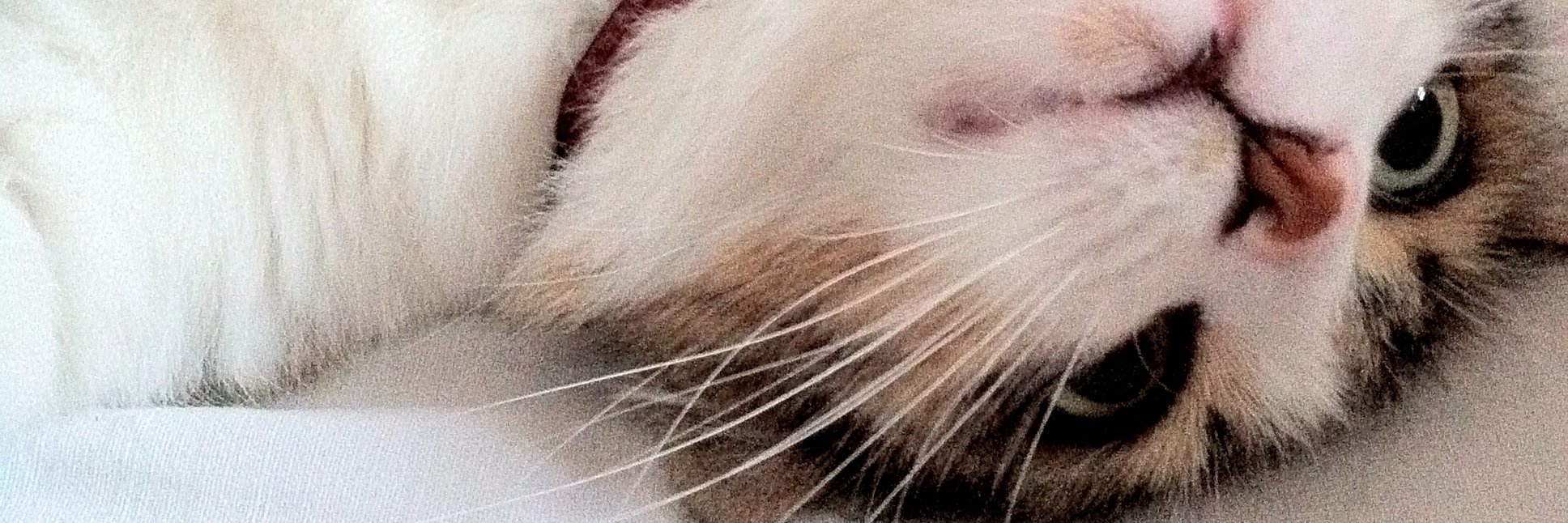 KinokoBDX2's profile banner image