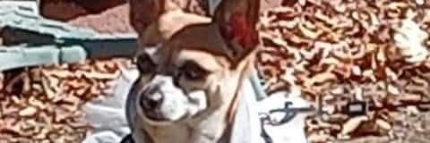 Mozzylette's profile banner image