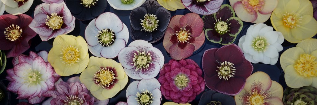 ColetteSoan's profile banner image