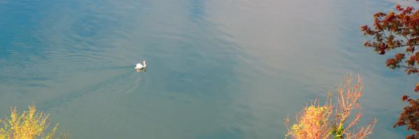 DeAnnNelson Profile Banner