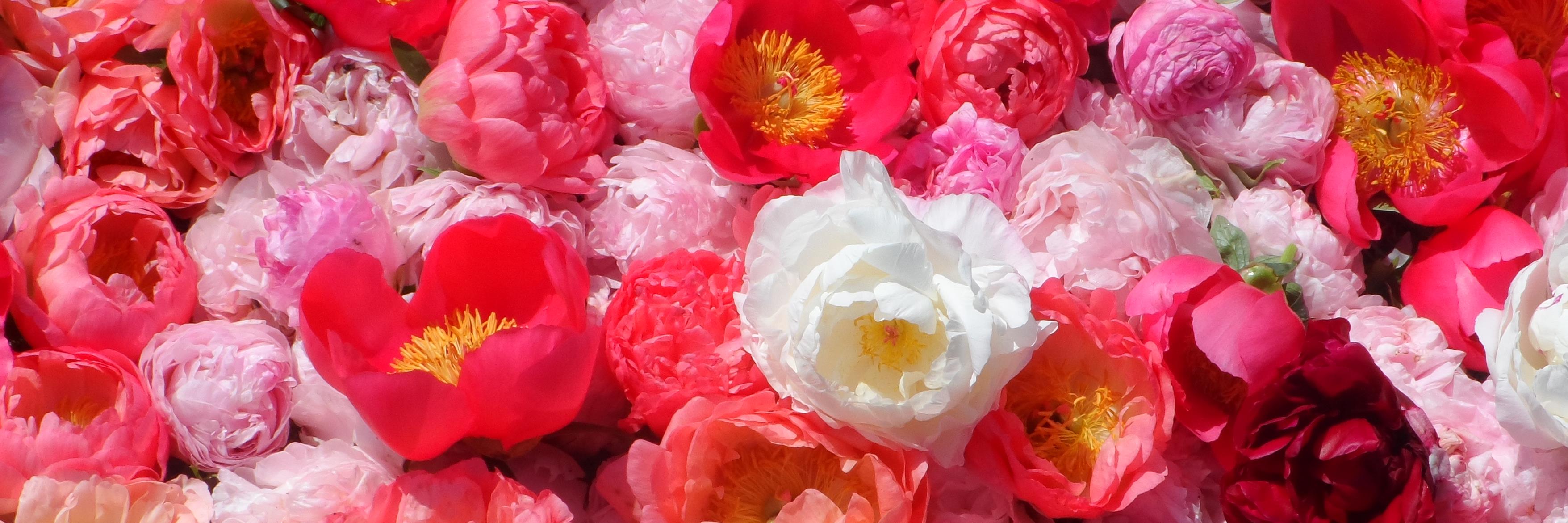 Rob van den Ende banner