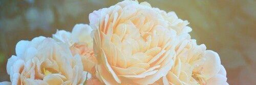 olya_lovcova's profile banner image