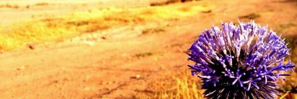 neginowl Profile Banner