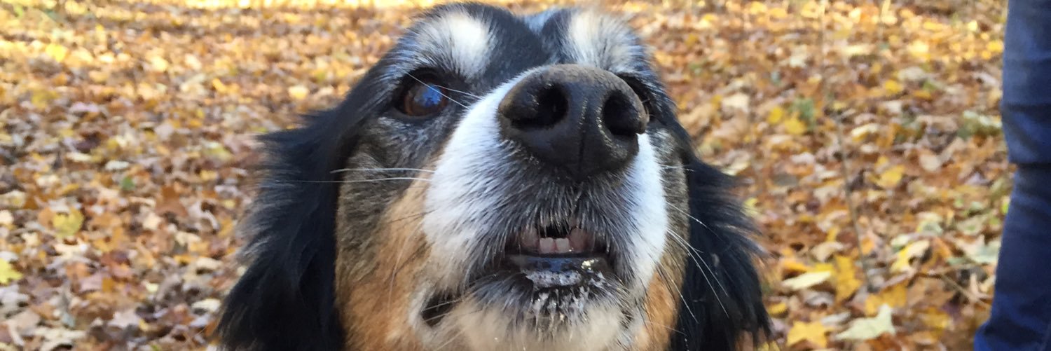 OliveHoban's profile banner image