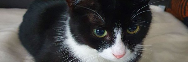 Megmarple Profile Banner