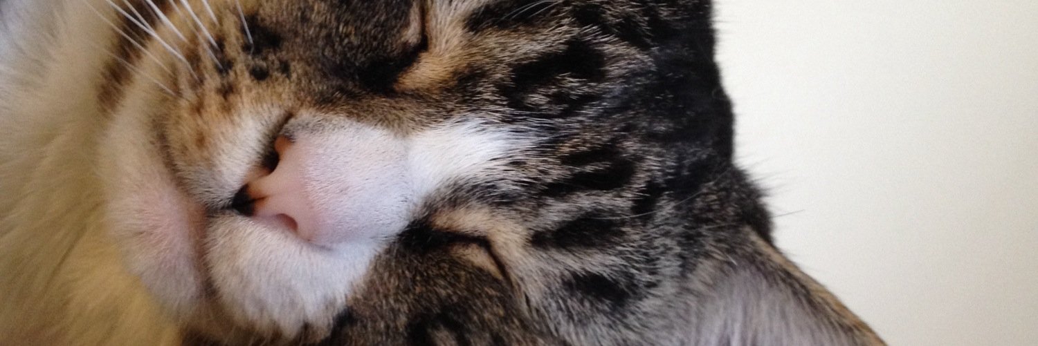 ashleestoeppler's profile banner image