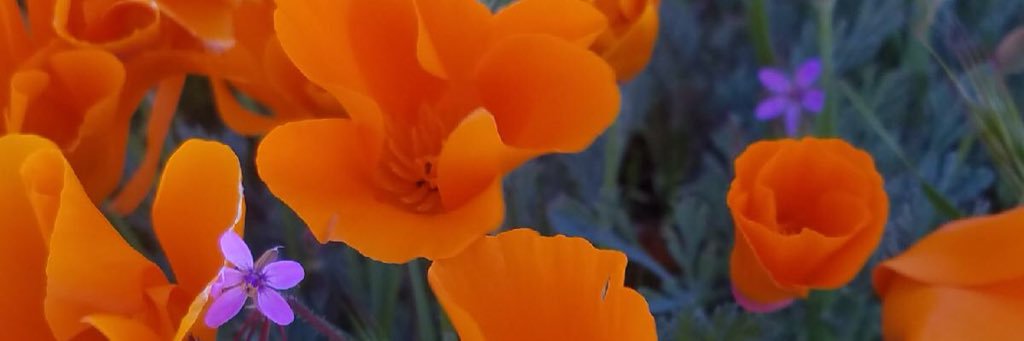 nancyvanyek's profile banner image