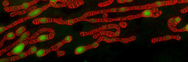 David Pla-Martín banner