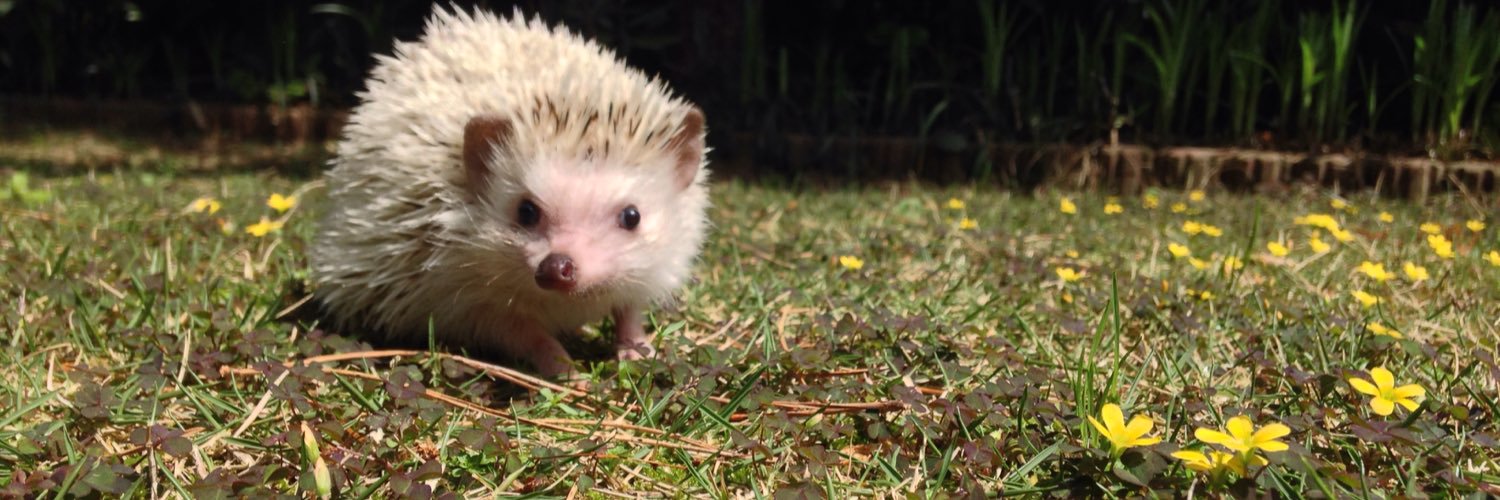 sin_hedgehog's profile banner image