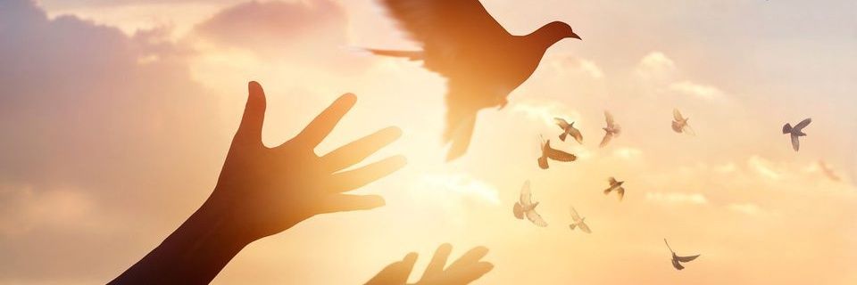 rocarosa's profile banner image