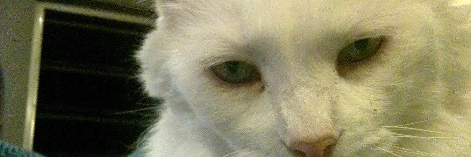 susannah nesmith banner