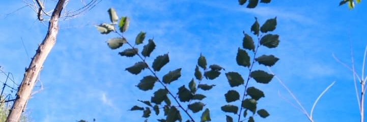 dririririn's profile banner image