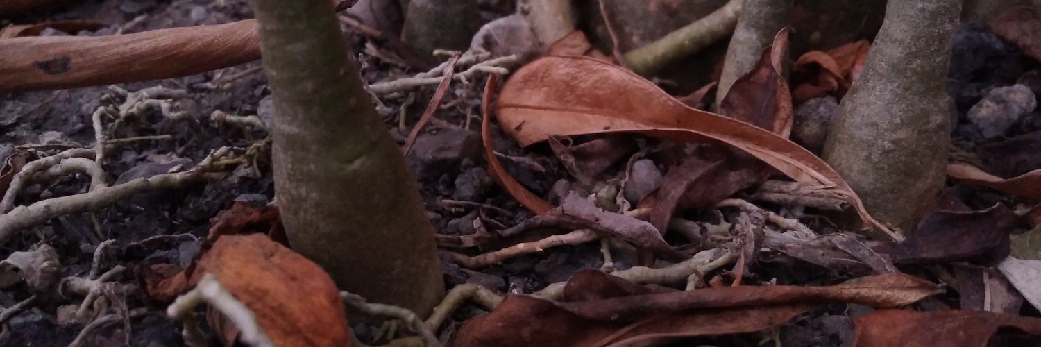 _humaniorange's profile banner image