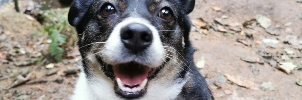 bethlouiserutt's profile banner image
