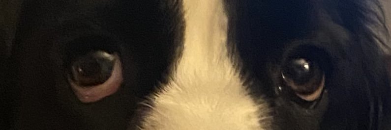lapinski20's profile banner image