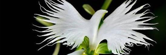 AtiSafavi's profile banner image