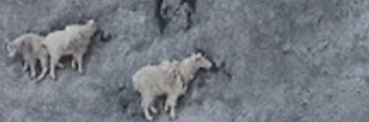 Agressive”91 banner