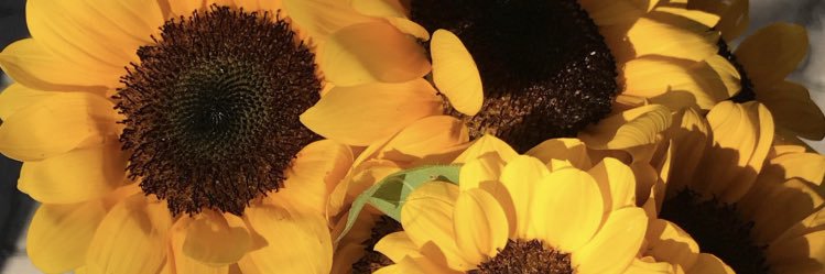 re_iscovitz's profile banner image