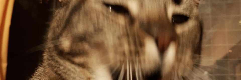Nicolasgu98's profile banner image