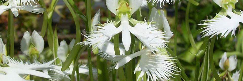 Hebenaria's profile banner image