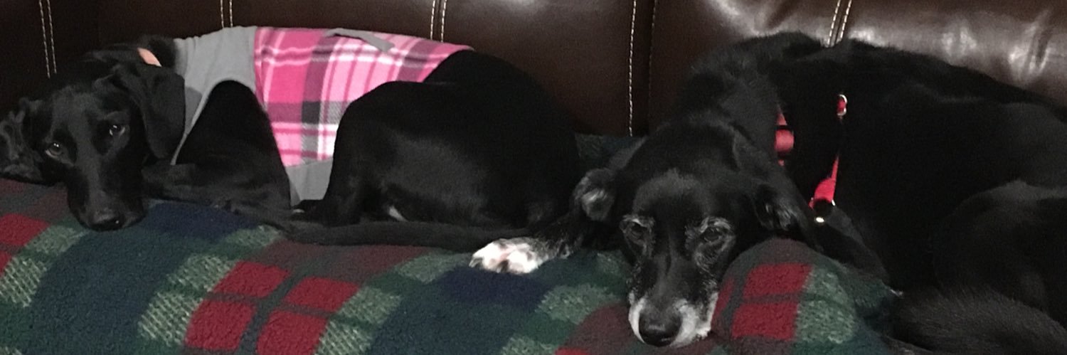 Ethan MacDonald 🏴󠁧󠁢󠁳󠁣󠁴󠁿🇺🇸 banner