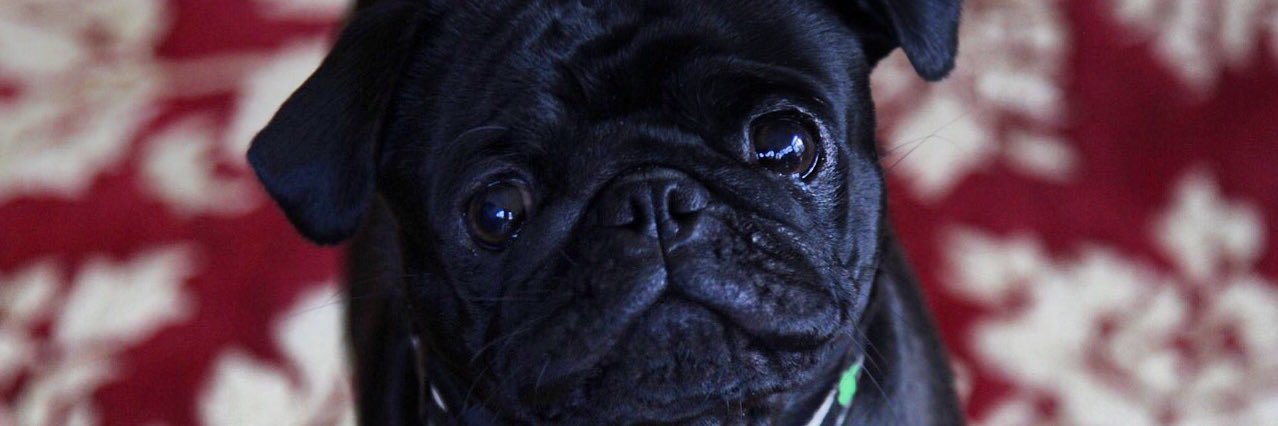 TracyPAGU's profile banner image