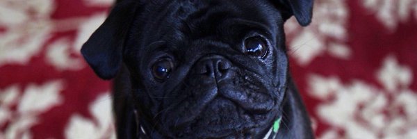 TracyPAGU Profile Banner