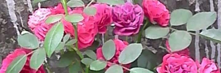 rohit57540401's profile banner image