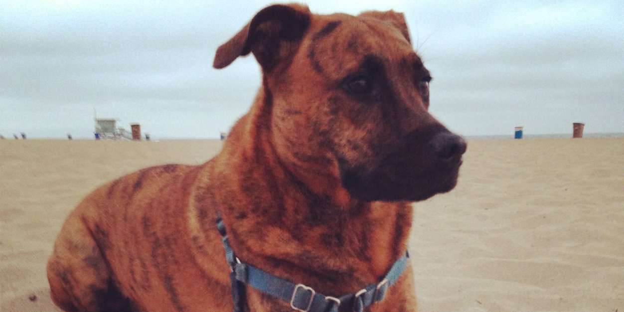 santamonicated banner