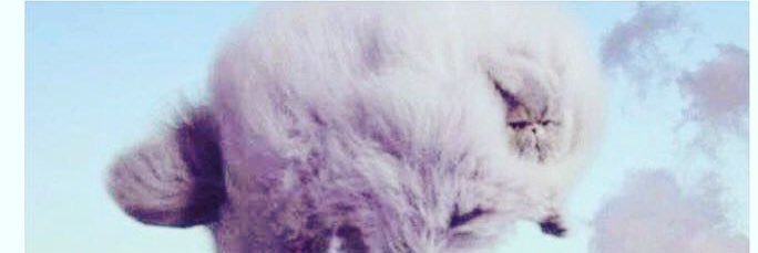 CatSocksOn's profile banner image