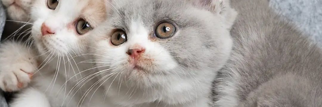 firstciki's profile banner image