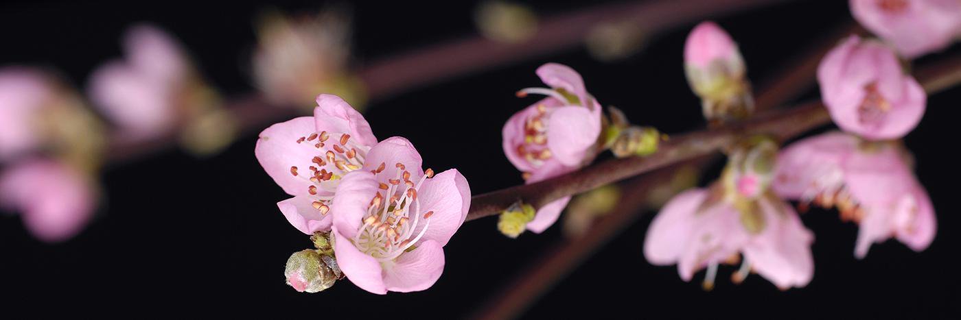 Fleurs de Villes banner