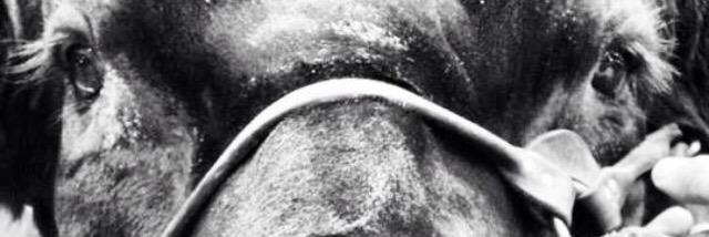 LaneGiess's profile banner image
