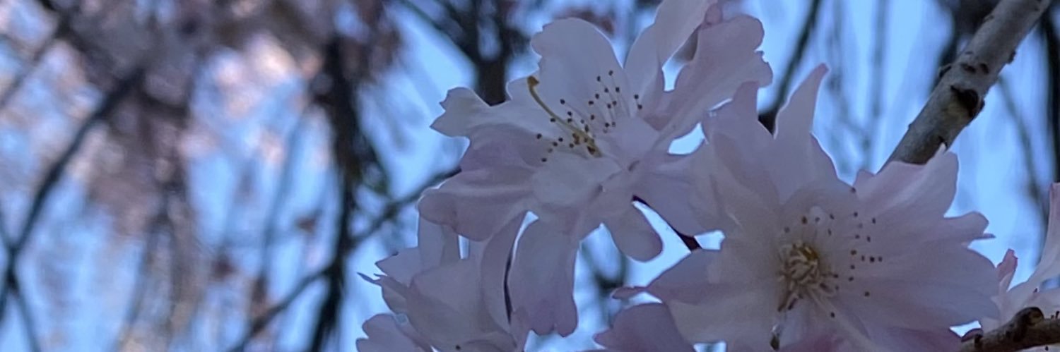 ヤチカ banner