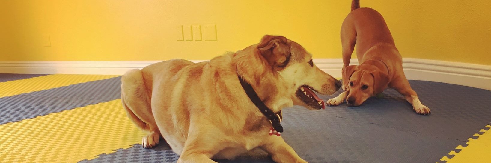 playbowdogs's profile banner image