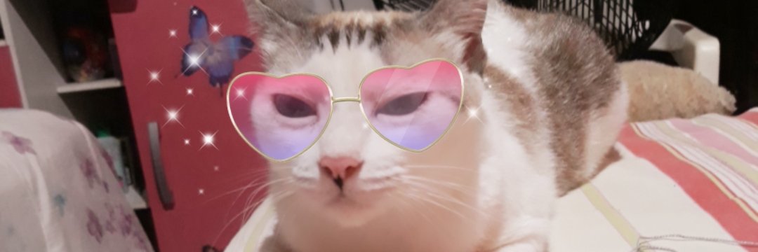Nordestina graças a Deus banner