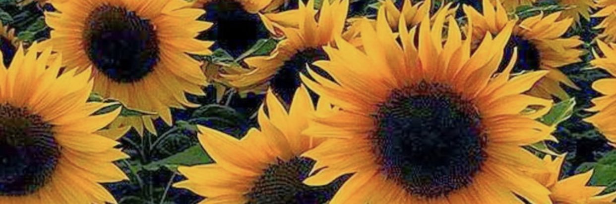 WilliamsKati's profile banner image